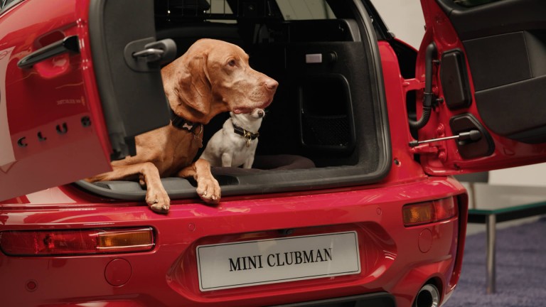 MINI Clubman with miniature dog and extra large dog