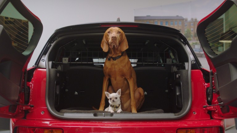 dogs sitting in the boot 