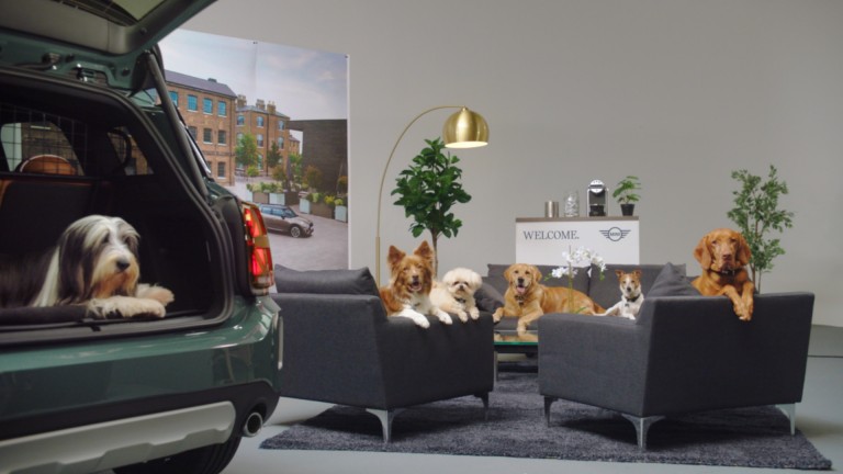 dogs sitting on chairs and one dog sitting in the boot 