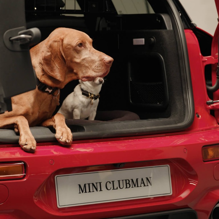 dogs in MINI Clubman