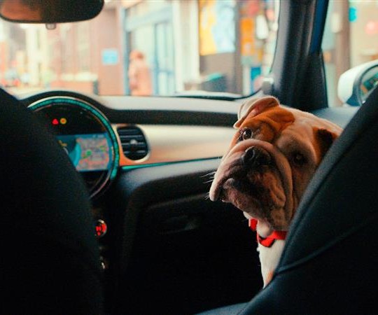 dog inside car
