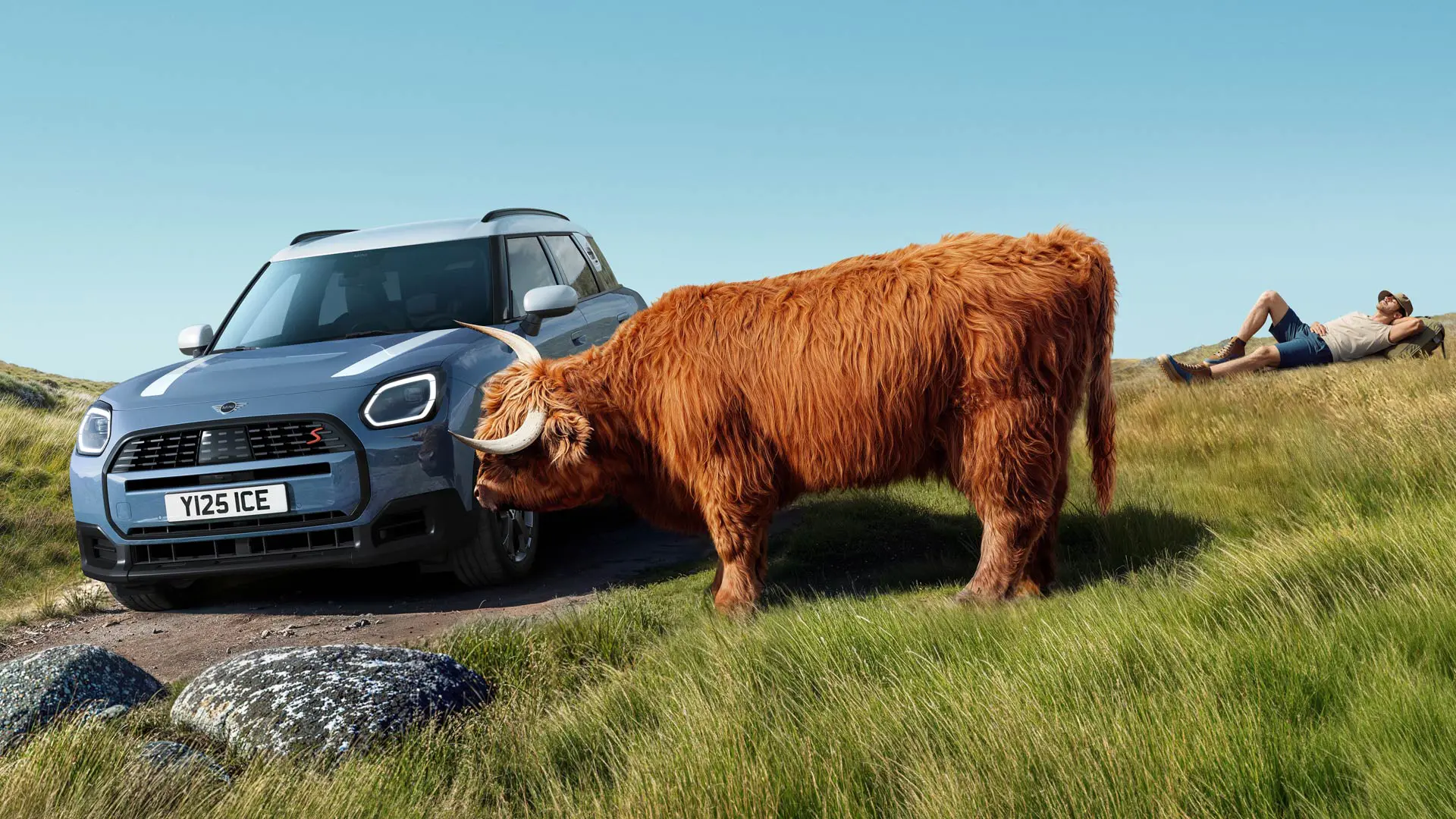 A MINI Countryman driving past a cow grazing peacefully nearby. With proactive care for relaxed driving.