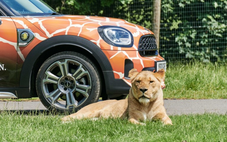 MINI Longleat lion