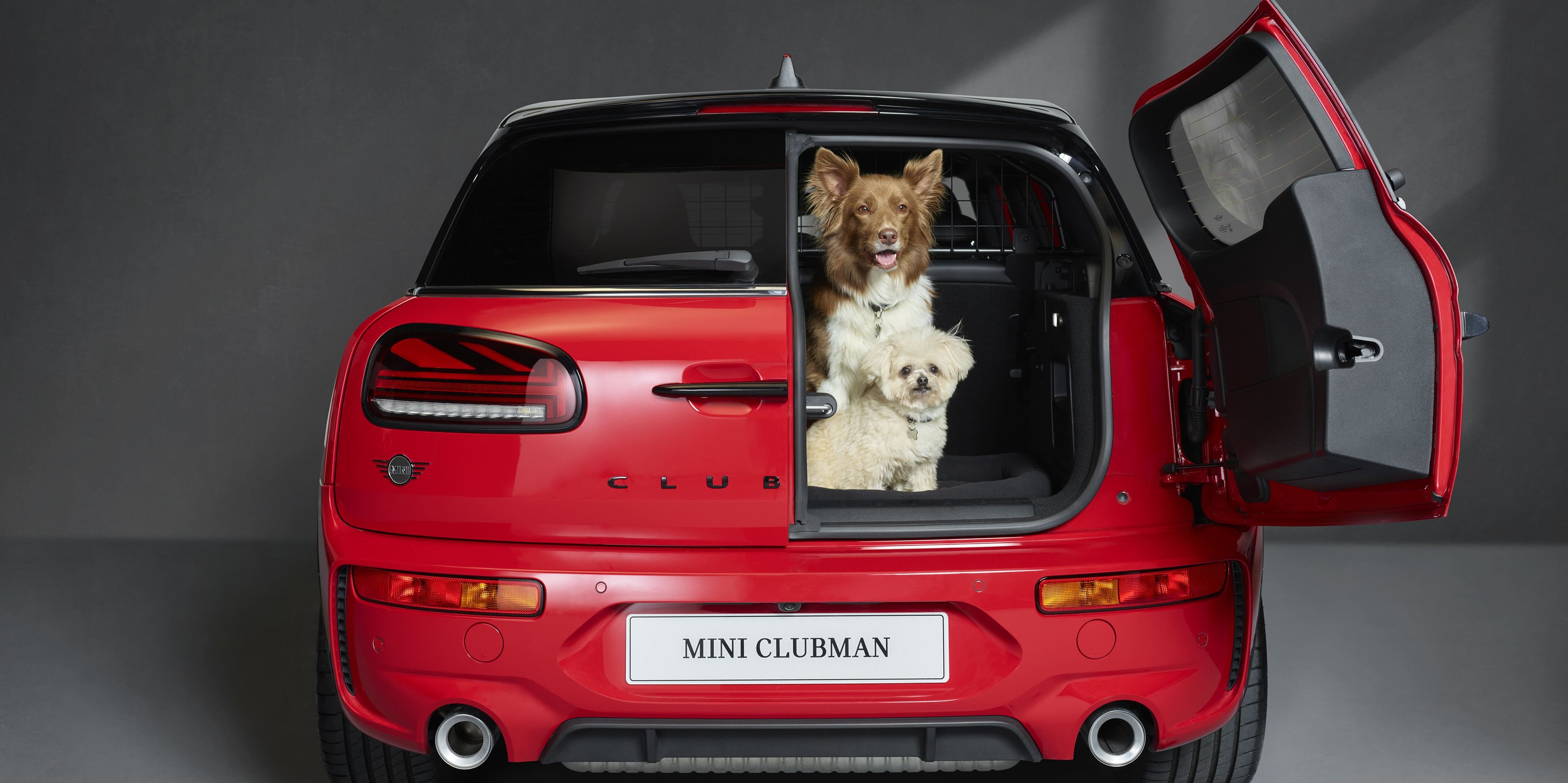 9/10 Dogs Love MINI | Dogs Trust | MINI Dogs Hub
