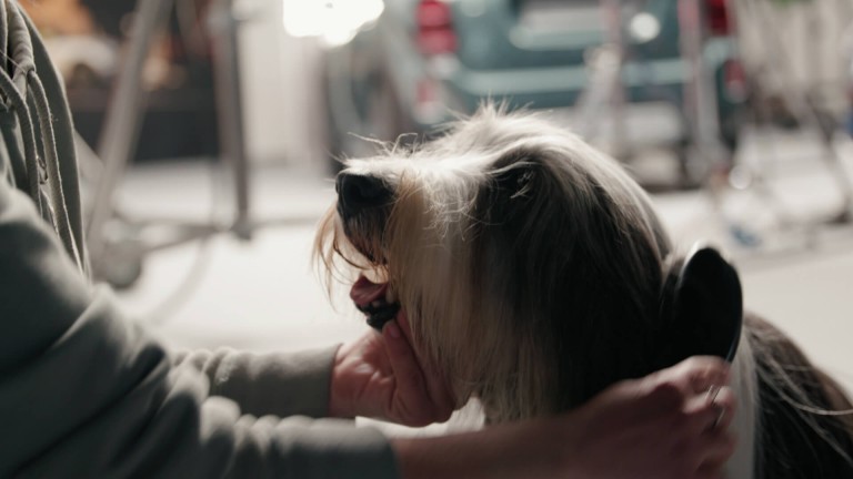 person petting a dog 