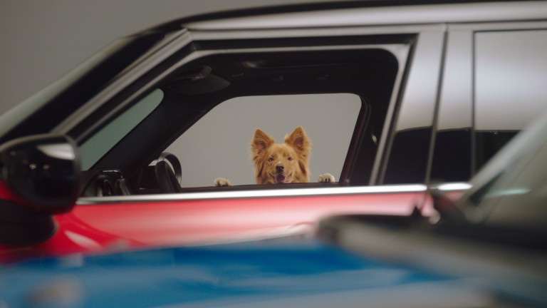 dog looking through car