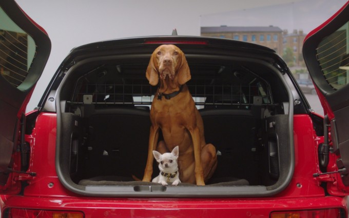 Dog Safety and Law in Cars in the UK MINI UK
