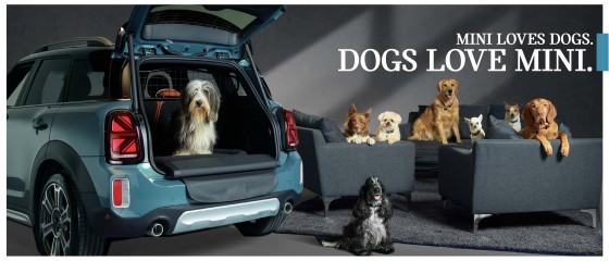 Dog Safety and Law in Cars in the UK MINI UK