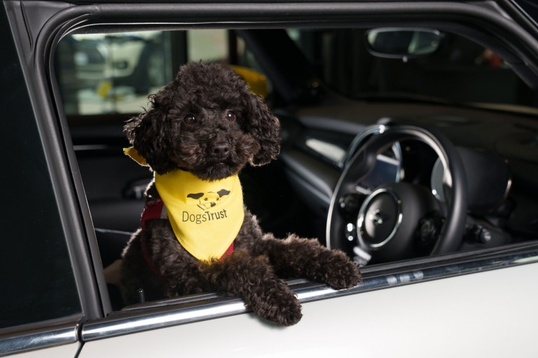 dog looking through car