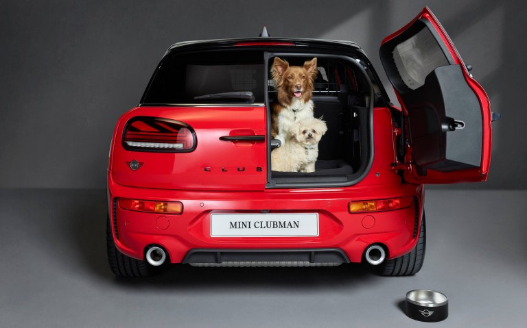 dogs sitting in the boot 