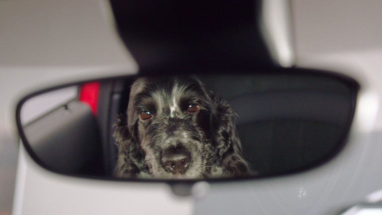 dog looking at the mirror 