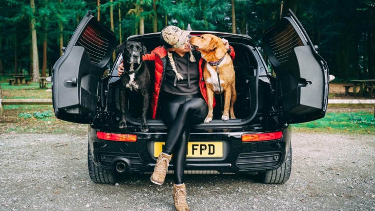 dog inside car