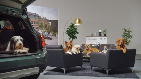Car Accessories for Dogs MINI Dogs Hub MINI UK