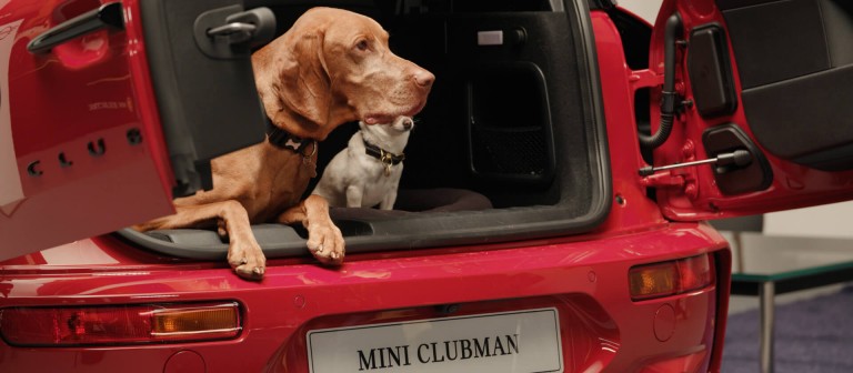 dog with mini cooper header
