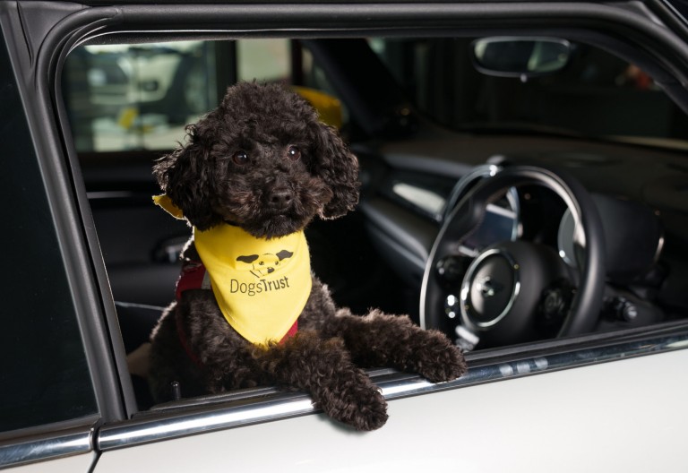 MINI Pooch Portraits Taken by You | MINI Dogs Hub | MINI UK