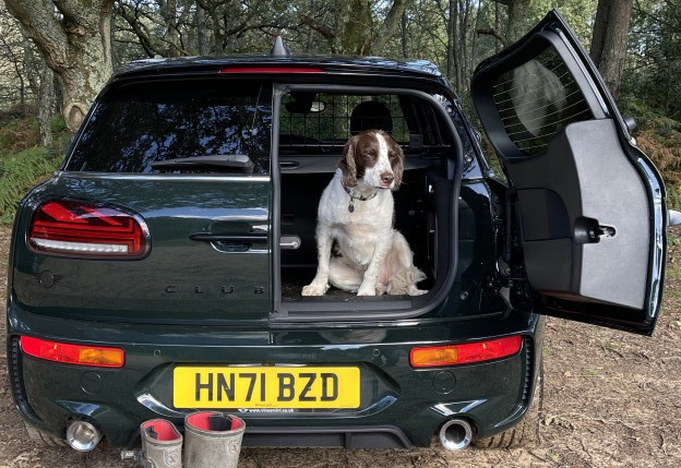 Poodle in a MINI