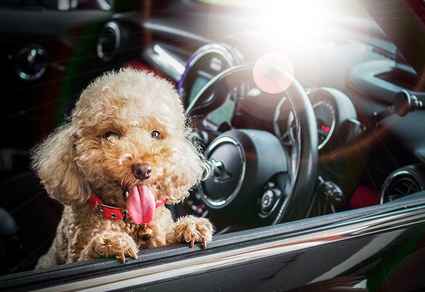 Angeline Poodle