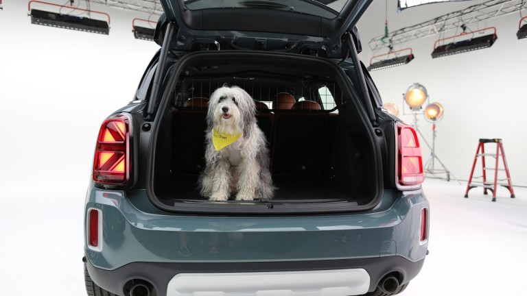 dog looking through car