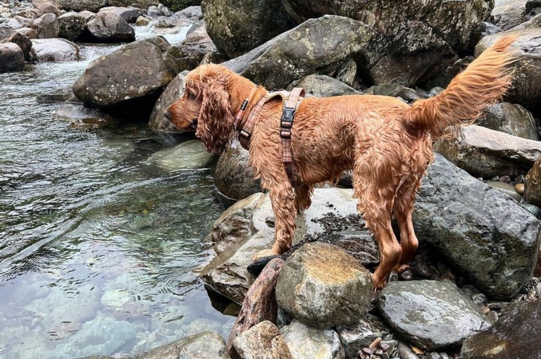 Dog ready to jump in the river