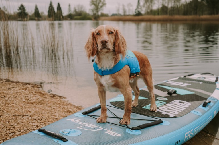 Dog on paddleboard