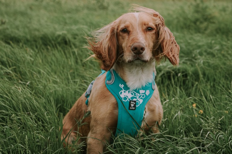 Dog in the field with tall grass