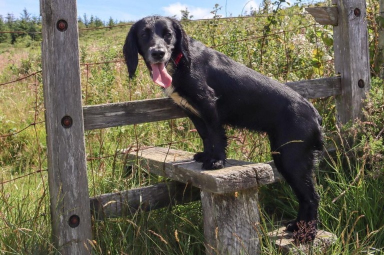 Dogs who hike