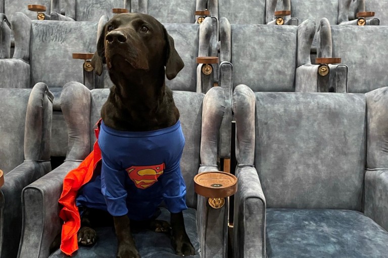 Dog on cinema chair