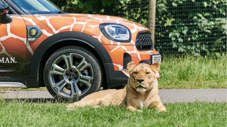 MINI Longleat lion