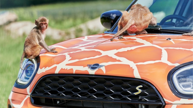 MINI Longleat monkeys