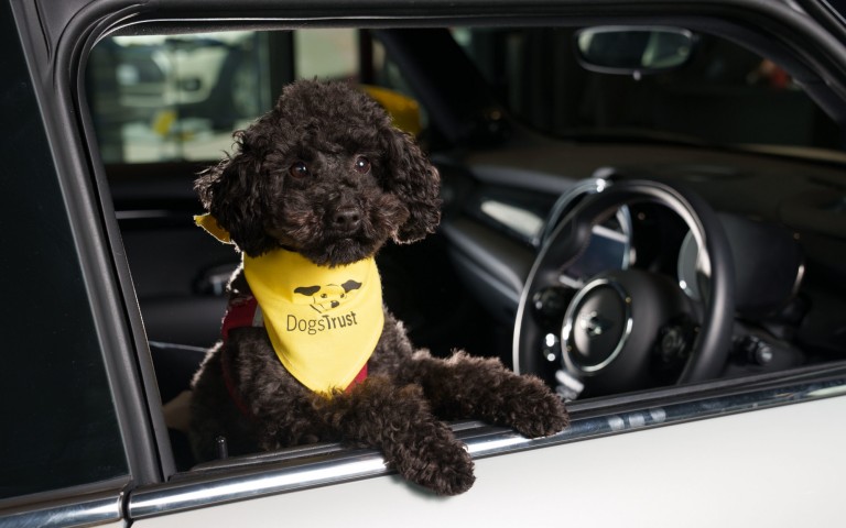 Dog in car